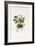 Ivy-Leaved Cyclamen - Cyclamen Neapolitanum, 1811-1838-null-Framed Giclee Print