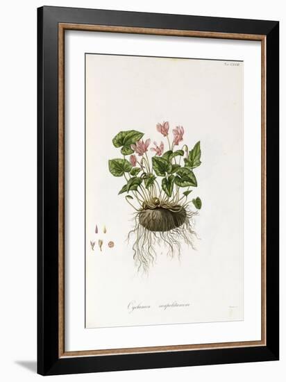 Ivy-Leaved Cyclamen - Cyclamen Neapolitanum, 1811-1838-null-Framed Giclee Print