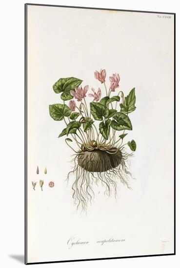 Ivy-Leaved Cyclamen - Cyclamen Neapolitanum, 1811-1838-null-Mounted Giclee Print