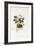Ivy-Leaved Cyclamen - Cyclamen Neapolitanum, 1811-1838-null-Framed Giclee Print
