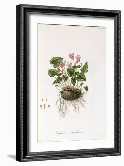 Ivy-Leaved Cyclamen - Cyclamen Neapolitanum, 1811-1838-null-Framed Giclee Print