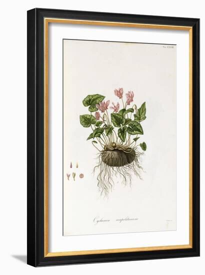 Ivy-Leaved Cyclamen - Cyclamen Neapolitanum, 1811-1838-null-Framed Giclee Print