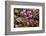 Ivy-leaved cyclamen in flower in autumnal woodland, Italy-Paul Harcourt Davies-Framed Photographic Print