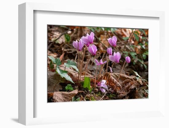 Ivy-leaved cyclamen in flower in autumnal woodland, Italy-Paul Harcourt Davies-Framed Photographic Print