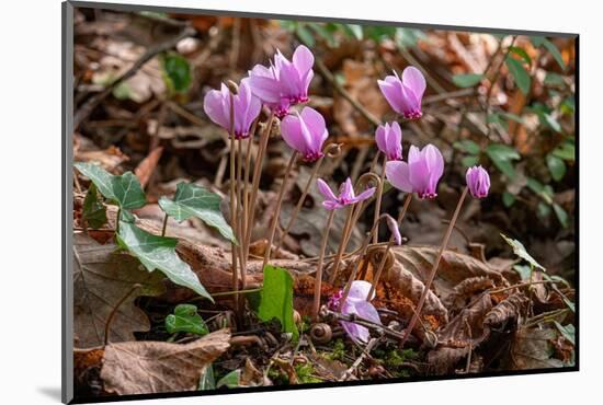 Ivy-leaved cyclamen in flower in autumnal woodland, Italy-Paul Harcourt Davies-Mounted Photographic Print