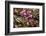 Ivy-leaved cyclamen in flower in autumnal woodland, Italy-Paul Harcourt Davies-Framed Photographic Print