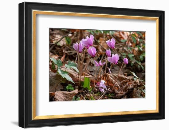 Ivy-leaved cyclamen in flower in autumnal woodland, Italy-Paul Harcourt Davies-Framed Photographic Print