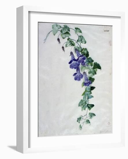 Ivy-Leaved Toad Flax-Marie-Anne-Framed Giclee Print