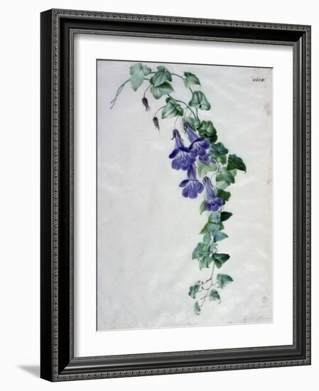 Ivy-Leaved Toad Flax-Marie-Anne-Framed Giclee Print