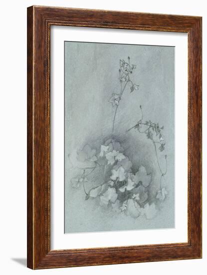 Ivy-Leaved Toadflax ('Oxford Ivy')-John Ruskin-Framed Giclee Print