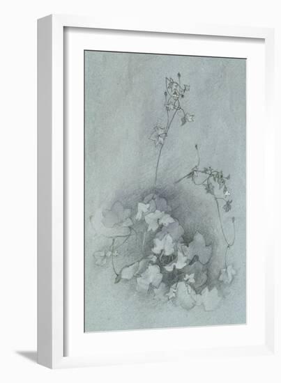 Ivy-Leaved Toadflax ('Oxford Ivy')-John Ruskin-Framed Giclee Print