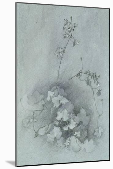 Ivy-Leaved Toadflax ('Oxford Ivy')-John Ruskin-Mounted Giclee Print