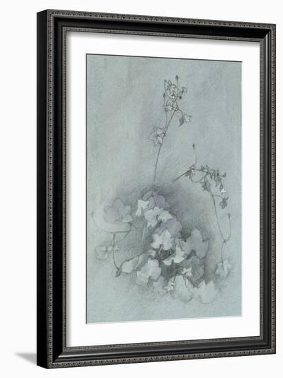 Ivy-Leaved Toadflax ('Oxford Ivy')-John Ruskin-Framed Giclee Print