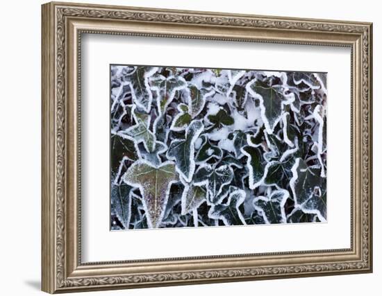 Ivy leaves in snow and heavy frost, Bradworthy, Devon, UK-Ross Hoddinott-Framed Photographic Print