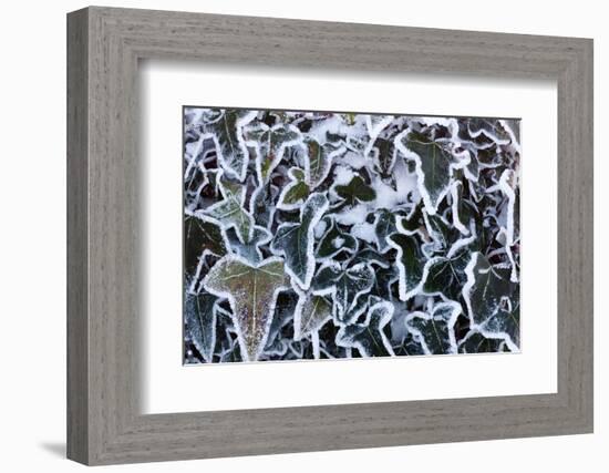 Ivy leaves in snow and heavy frost, Bradworthy, Devon, UK-Ross Hoddinott-Framed Photographic Print