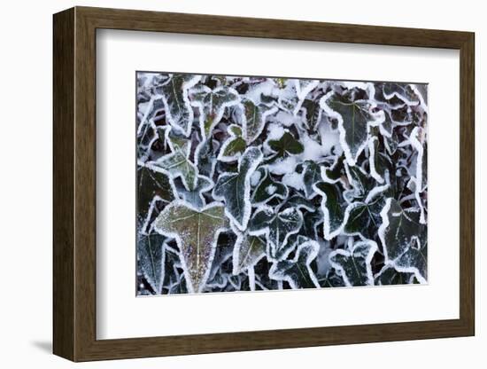 Ivy leaves in snow and heavy frost, Bradworthy, Devon, UK-Ross Hoddinott-Framed Photographic Print