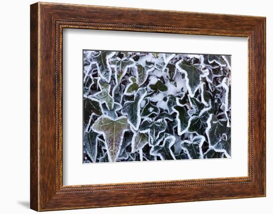 Ivy leaves in snow and heavy frost, Bradworthy, Devon, UK-Ross Hoddinott-Framed Photographic Print