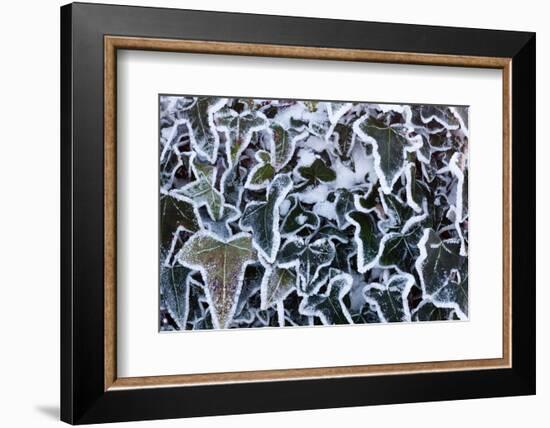 Ivy leaves in snow and heavy frost, Bradworthy, Devon, UK-Ross Hoddinott-Framed Photographic Print