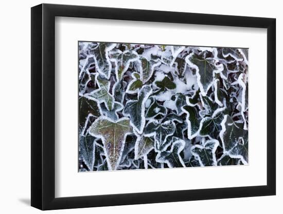 Ivy leaves in snow and heavy frost, Bradworthy, Devon, UK-Ross Hoddinott-Framed Photographic Print