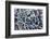 Ivy leaves in snow and heavy frost, Bradworthy, Devon, UK-Ross Hoddinott-Framed Photographic Print