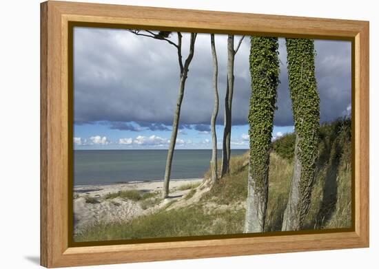 Ivy on Beech Trunks in the Coastal Forest on the Western Beach of Darss Peninsula-Uwe Steffens-Framed Premier Image Canvas