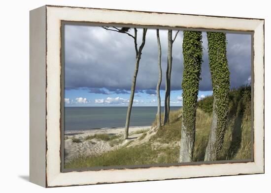 Ivy on Beech Trunks in the Coastal Forest on the Western Beach of Darss Peninsula-Uwe Steffens-Framed Premier Image Canvas