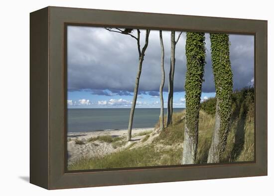 Ivy on Beech Trunks in the Coastal Forest on the Western Beach of Darss Peninsula-Uwe Steffens-Framed Premier Image Canvas