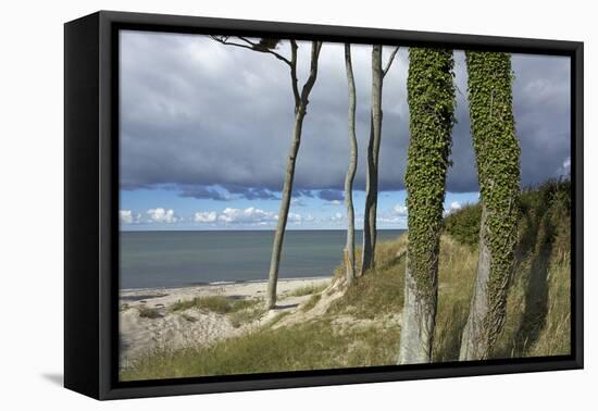 Ivy on Beech Trunks in the Coastal Forest on the Western Beach of Darss Peninsula-Uwe Steffens-Framed Premier Image Canvas
