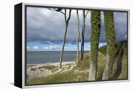 Ivy on Beech Trunks in the Coastal Forest on the Western Beach of Darss Peninsula-Uwe Steffens-Framed Premier Image Canvas