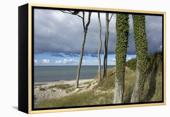 Ivy on Beech Trunks in the Coastal Forest on the Western Beach of Darss Peninsula-Uwe Steffens-Framed Premier Image Canvas