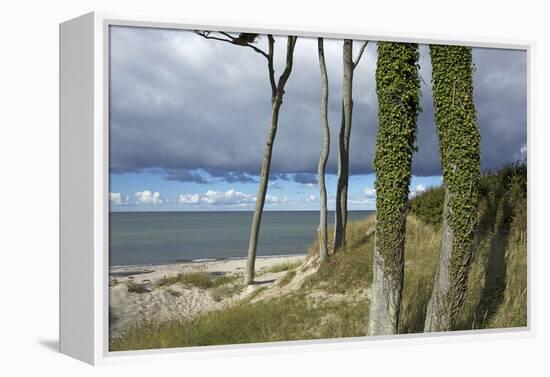 Ivy on Beech Trunks in the Coastal Forest on the Western Beach of Darss Peninsula-Uwe Steffens-Framed Premier Image Canvas