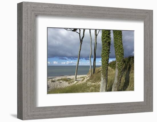 Ivy on Beech Trunks in the Coastal Forest on the Western Beach of Darss Peninsula-Uwe Steffens-Framed Photographic Print