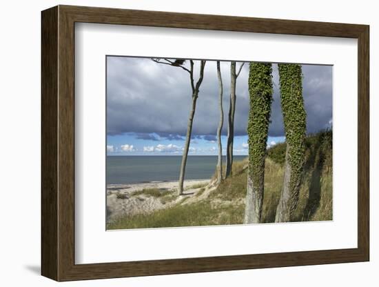 Ivy on Beech Trunks in the Coastal Forest on the Western Beach of Darss Peninsula-Uwe Steffens-Framed Photographic Print