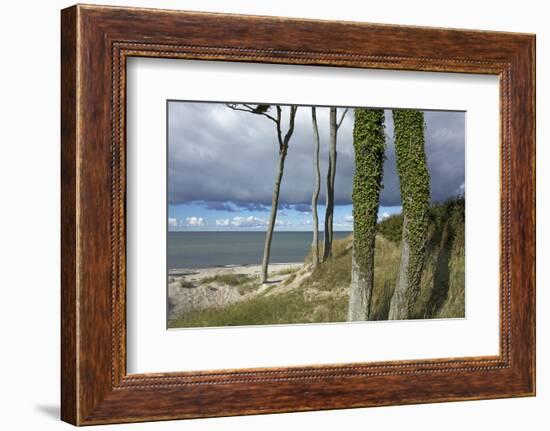 Ivy on Beech Trunks in the Coastal Forest on the Western Beach of Darss Peninsula-Uwe Steffens-Framed Photographic Print