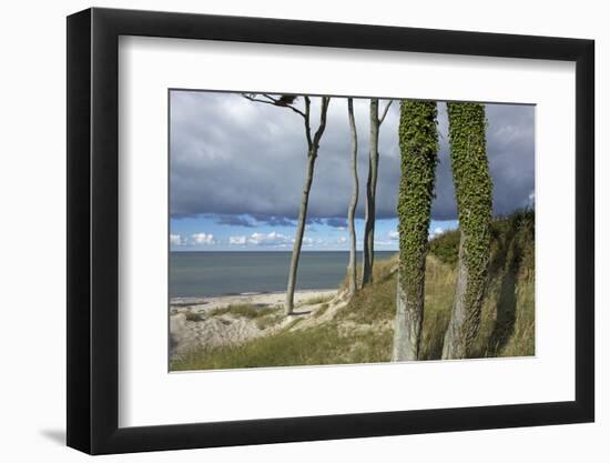 Ivy on Beech Trunks in the Coastal Forest on the Western Beach of Darss Peninsula-Uwe Steffens-Framed Photographic Print
