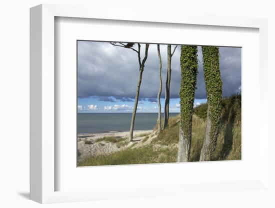 Ivy on Beech Trunks in the Coastal Forest on the Western Beach of Darss Peninsula-Uwe Steffens-Framed Photographic Print