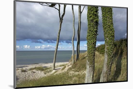 Ivy on Beech Trunks in the Coastal Forest on the Western Beach of Darss Peninsula-Uwe Steffens-Mounted Photographic Print