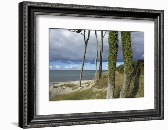 Ivy on Beech Trunks in the Coastal Forest on the Western Beach of Darss Peninsula-Uwe Steffens-Framed Photographic Print