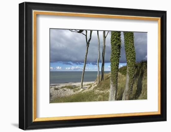 Ivy on Beech Trunks in the Coastal Forest on the Western Beach of Darss Peninsula-Uwe Steffens-Framed Photographic Print