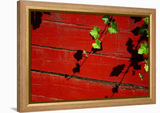 Ivy on Red Barn-null-Framed Stretched Canvas