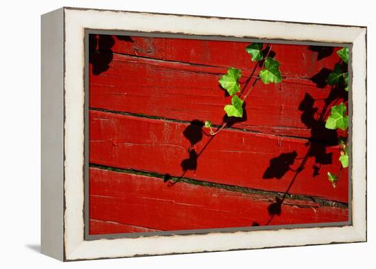 Ivy on Red Barn-null-Framed Stretched Canvas