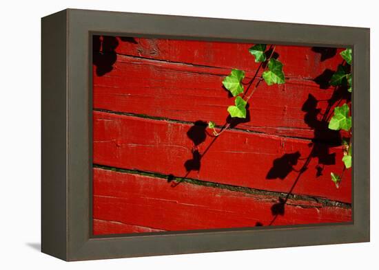 Ivy on Red Barn-null-Framed Stretched Canvas