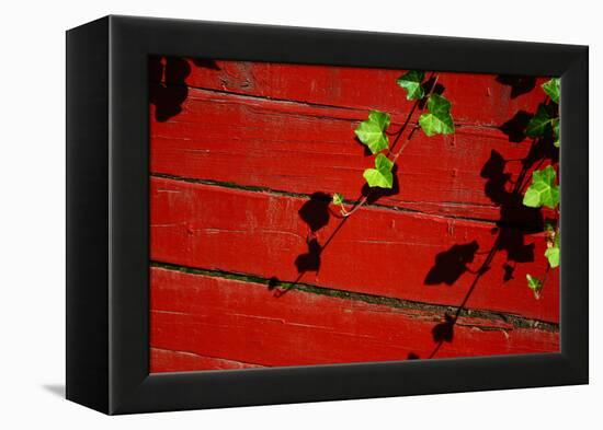 Ivy on Red Barn-null-Framed Stretched Canvas