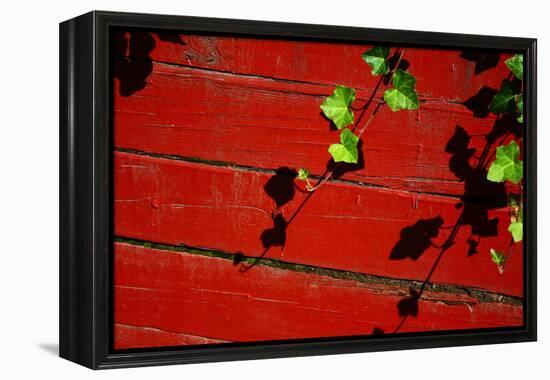 Ivy on Red Barn-null-Framed Stretched Canvas