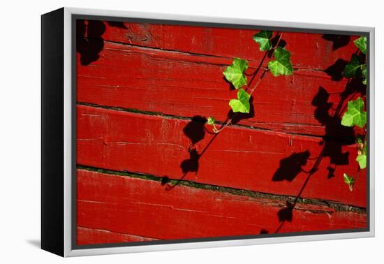 Ivy on Red Barn-null-Framed Stretched Canvas