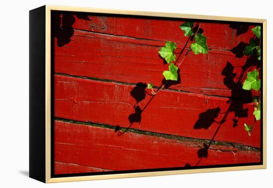 Ivy on Red Barn-null-Framed Stretched Canvas