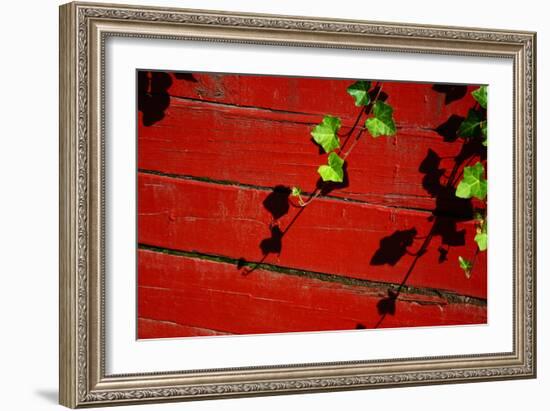 Ivy on Red Barn-null-Framed Photo