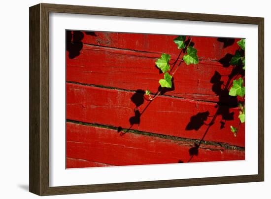 Ivy on Red Barn-null-Framed Photo