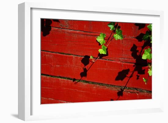 Ivy on Red Barn-null-Framed Photo