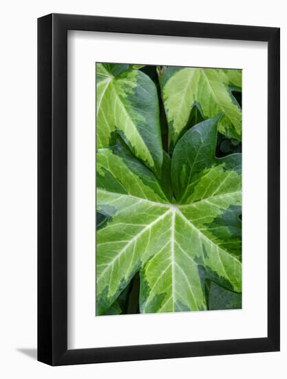 Ivy tree-Jim Engelbrecht-Framed Photographic Print